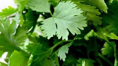 Benefits of Parsley Juice