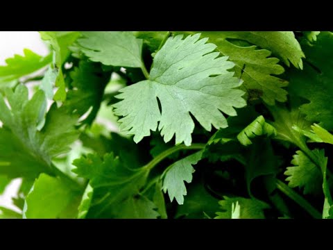 Benefits of Parsley Juice