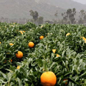 Orange Juice Production Plummets Amidst Harsh Weather and Rising Prices