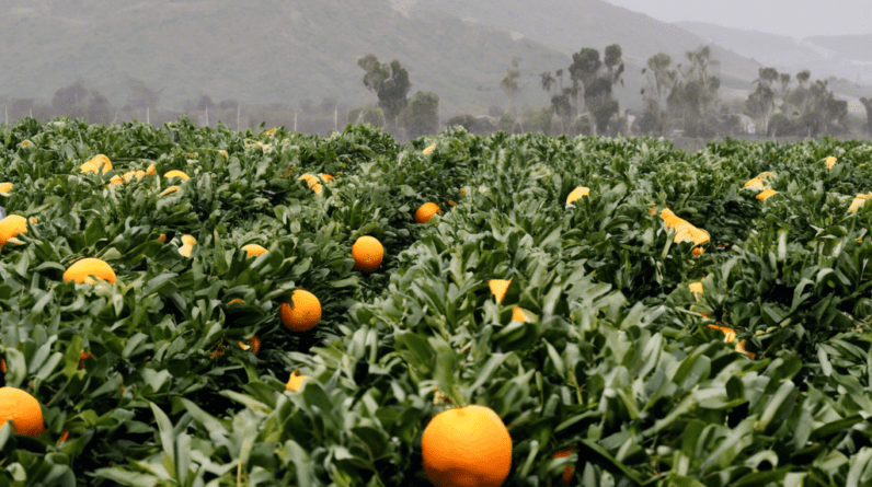 Orange Juice Production Plummets Amidst Harsh Weather and Rising Prices